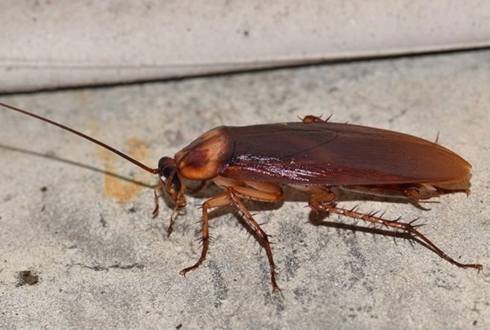 dream interpretation