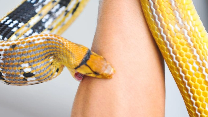 dreaming of snake bite