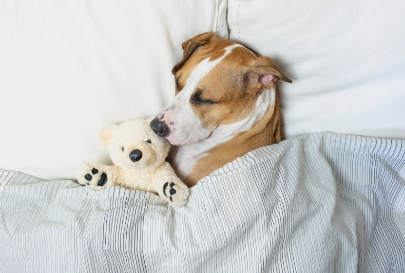 dog dream interpretation