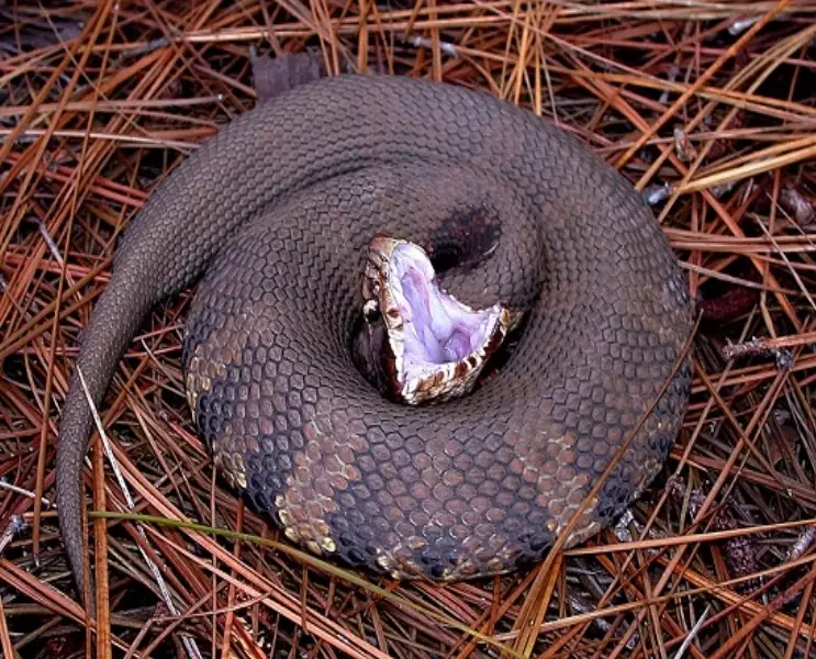 snake bite dream interpretation