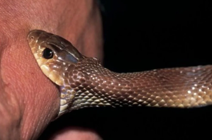 snake bite dream interpretation