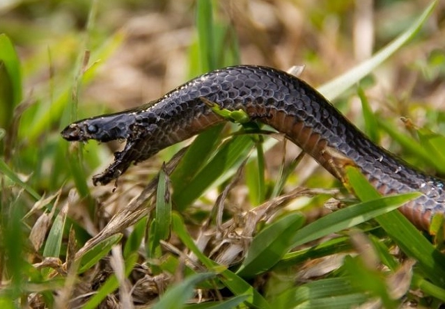 dream of being bitten by a snake