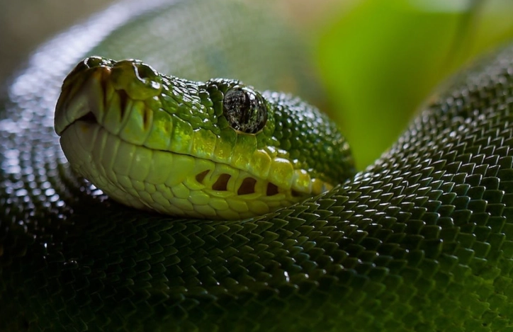 snake bite dream meaning