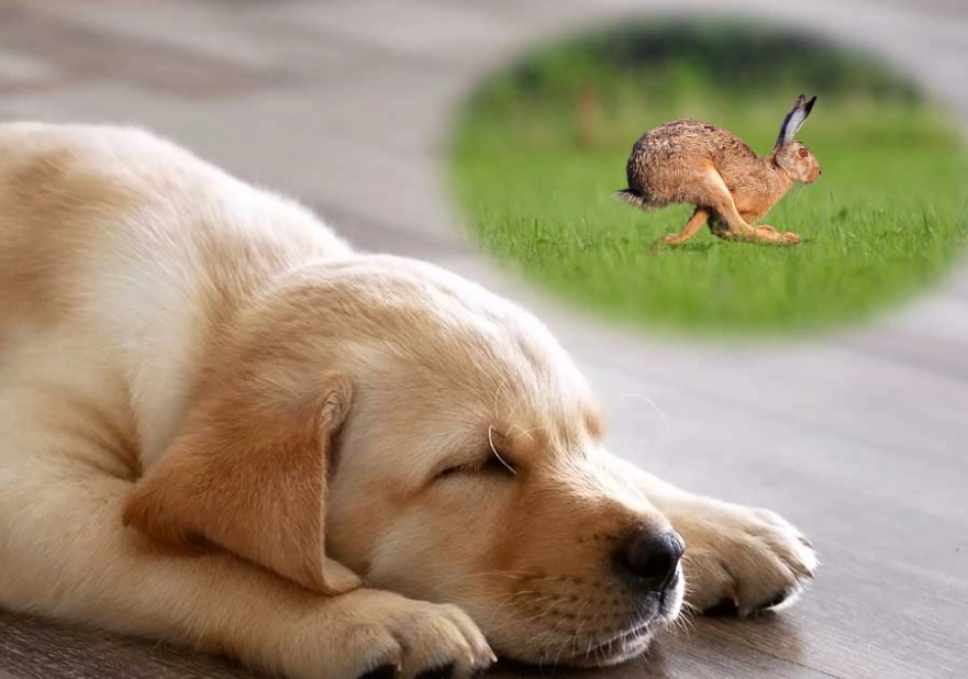 dream about dogs spiritual meaning