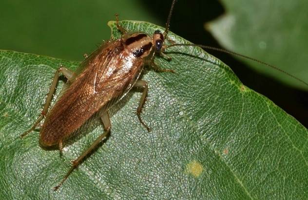 what does it mean when you dream about bugs