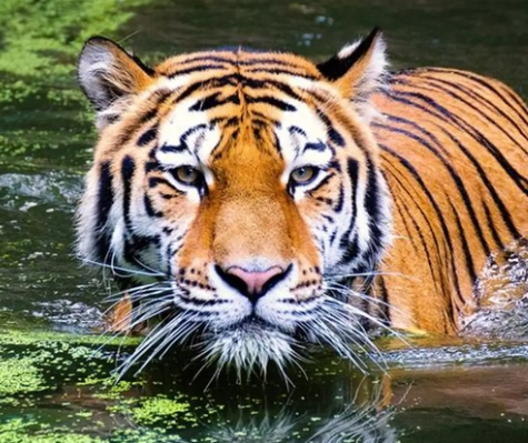 tiger dream interpretation