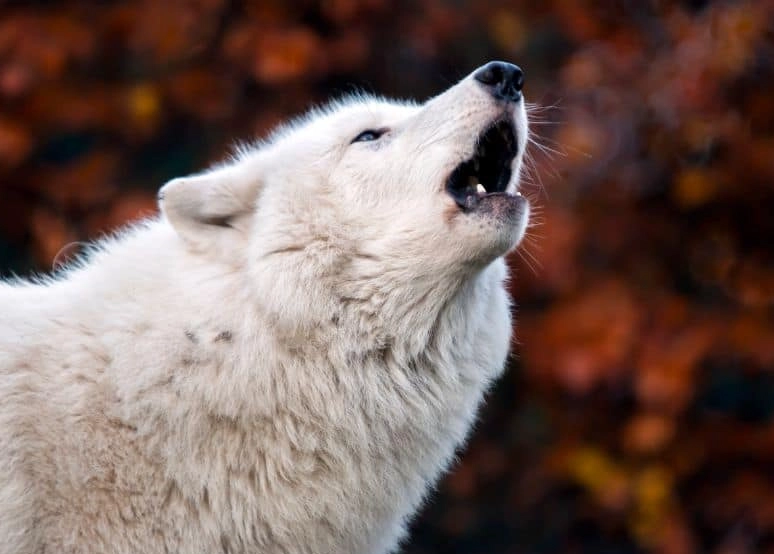 spiritual meaning of white wolf in dream