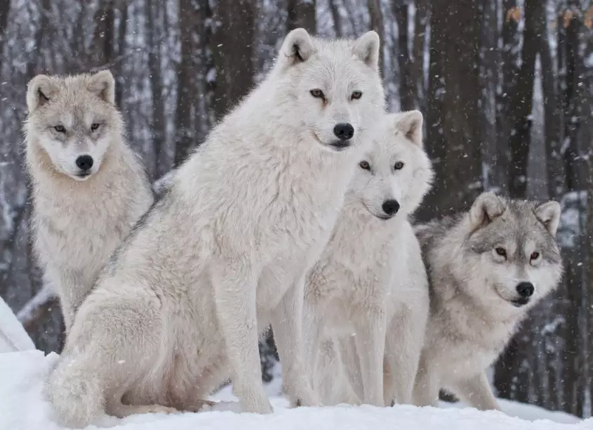 white wolf dream meaning