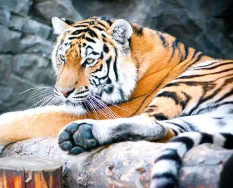 tiger dream interpretation