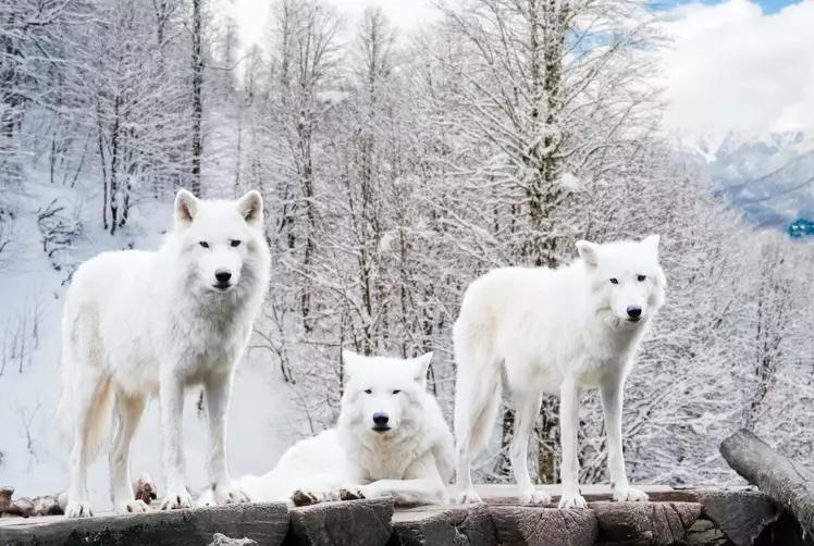 white wolf dream meaning