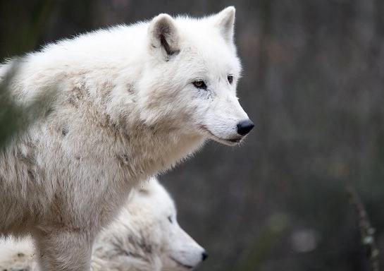 spiritual meaning of white wolf in dream