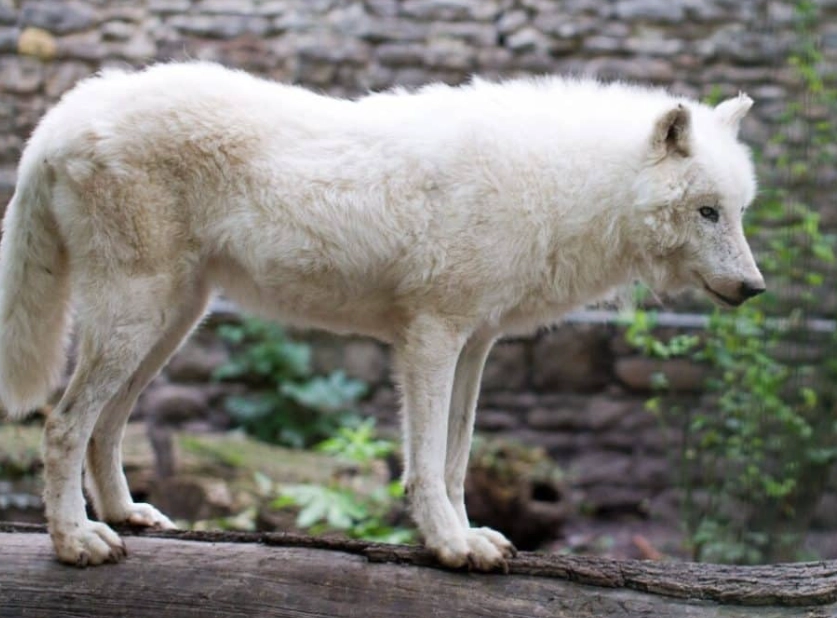 white wolf dream meaning