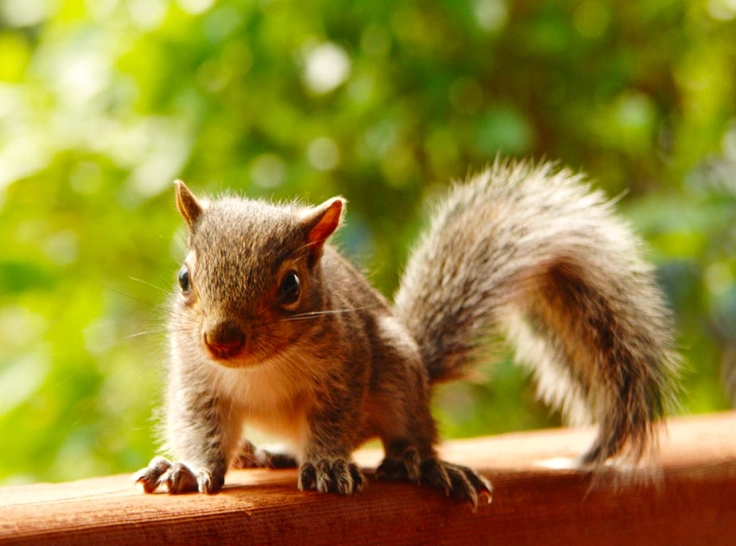 dreaming of a squirrel meaning dreaming of a squirrel meaning