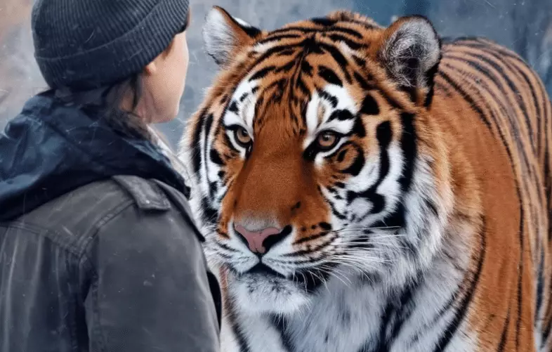 what does it mean to dream about a tiger