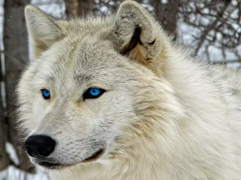 dreaming of a white wolf