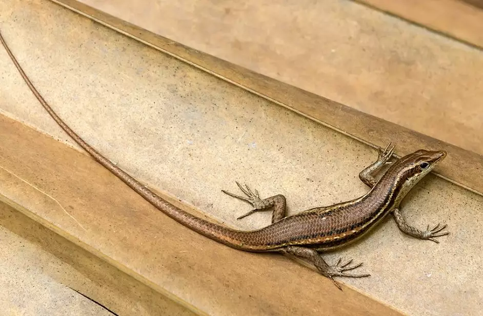 dream about lizards dream about lizards