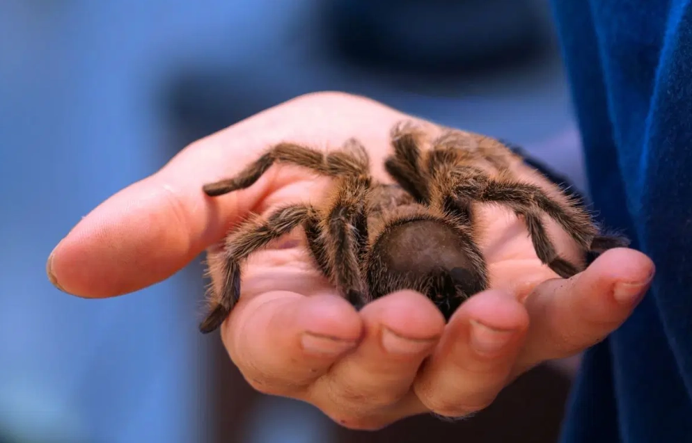 tarantula dream interpretation