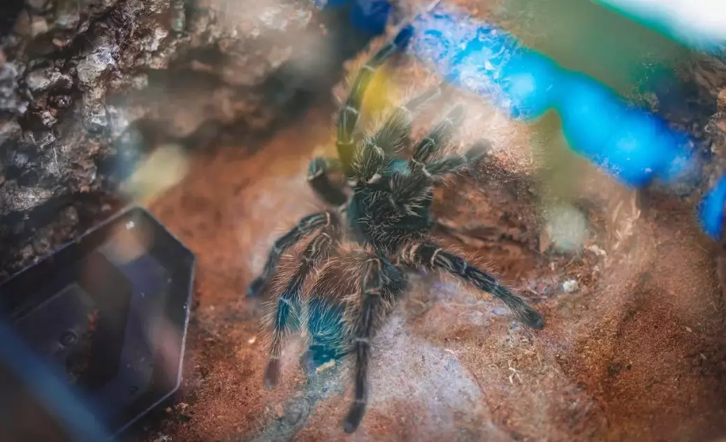 tarantula dream interpretation