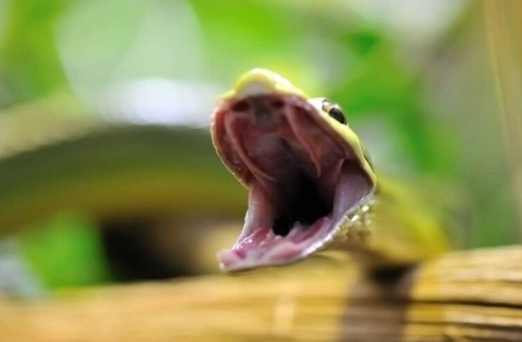 dream interpretation snakes