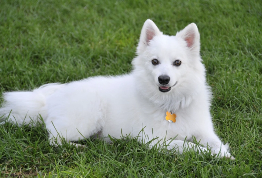 dream interpretation white dog dream interpretation white dog