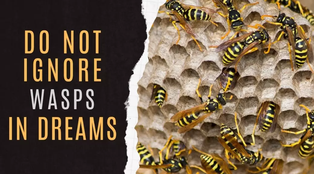 dreaming of wasps dreaming of wasps