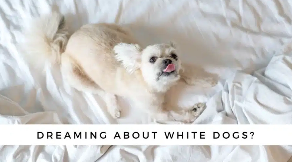 spiritual meaning of white dog in dream spiritual meaning of white dog in dream
