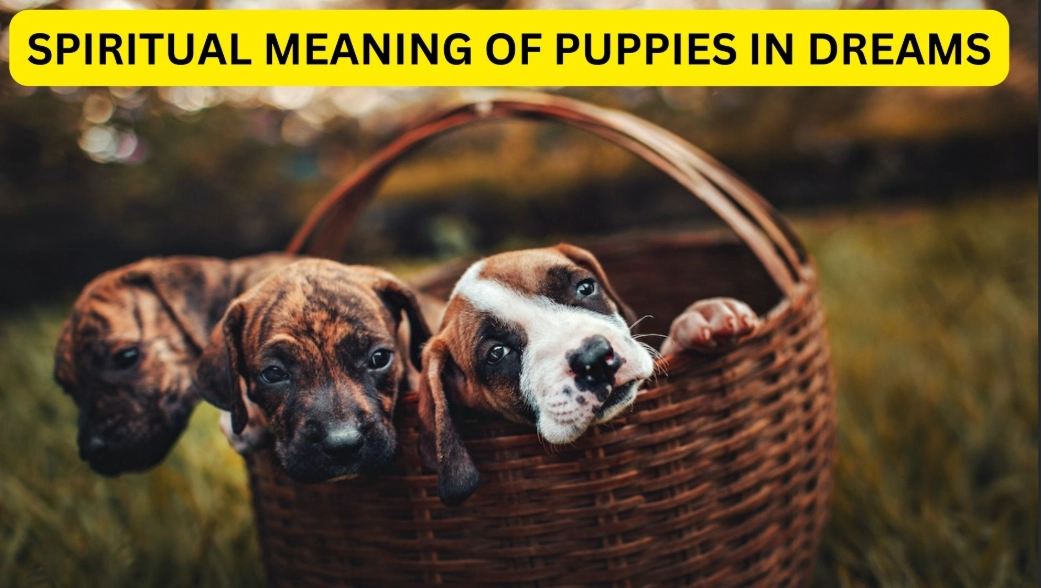 puppy dream interpretation puppy dream interpretation