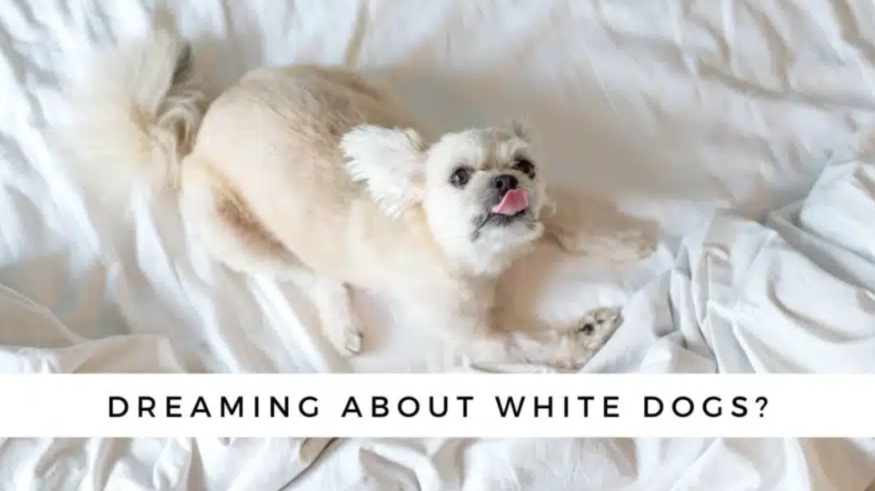 dream about puppies meaning dream about puppies meaning