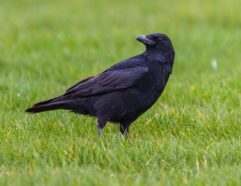 crow dream meaning