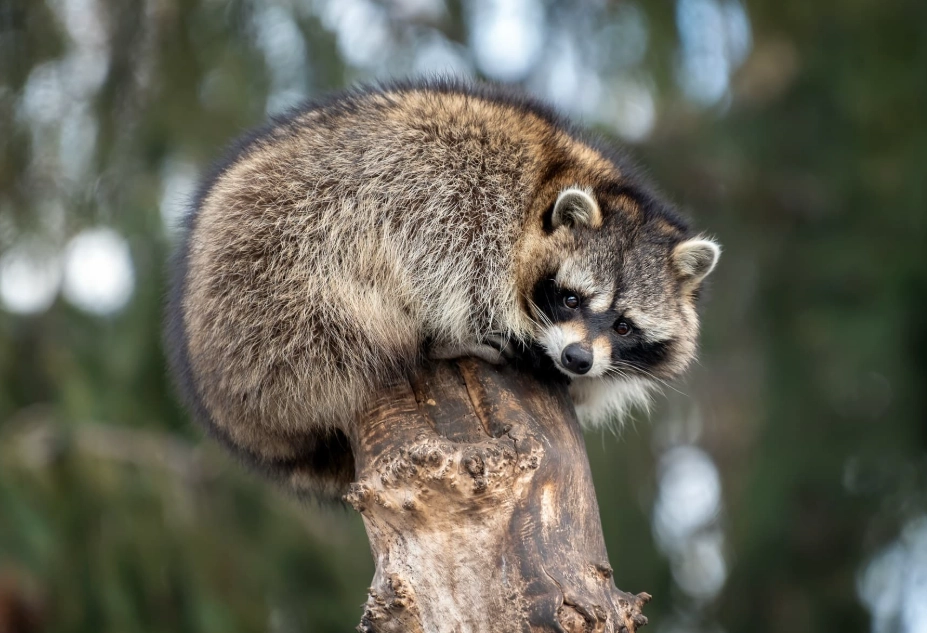 raccoon dream meaning