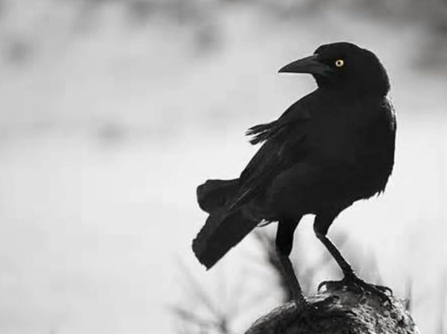 crow dream meaning