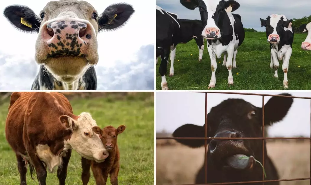 dreaming of a cow dreaming of a cow