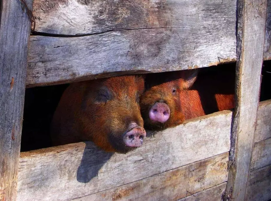 what does dreaming of pigs mean