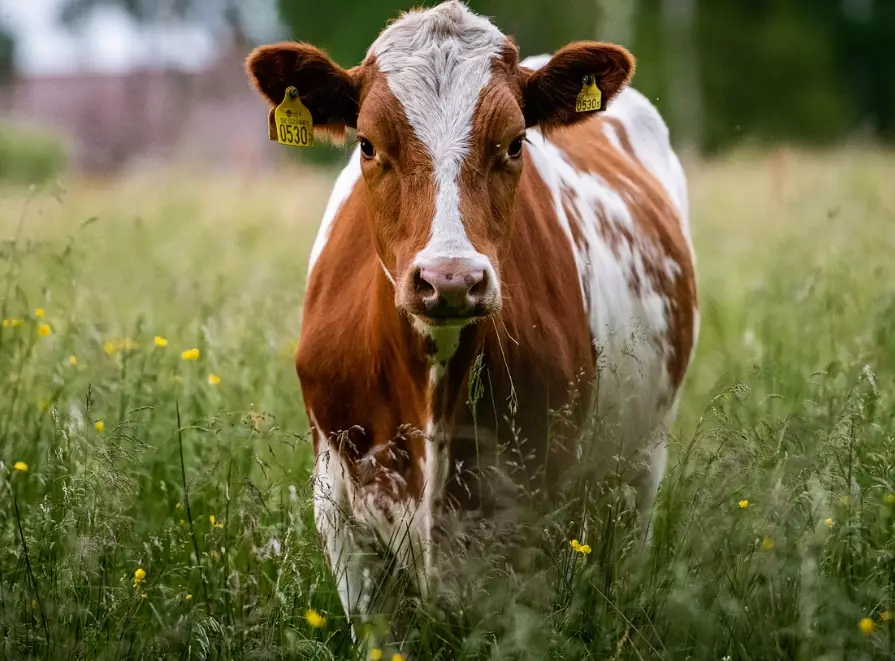 cow dream interpretation cow dream interpretation