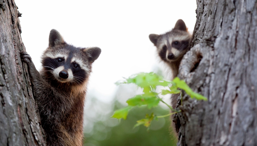 spiritual meaning of raccoon in dream
