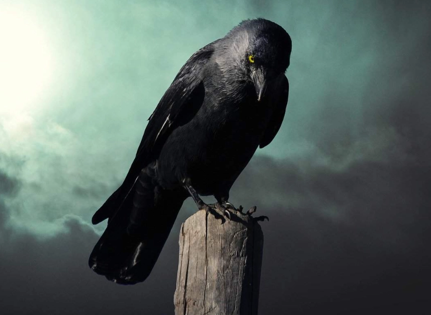 dream dictionary crow