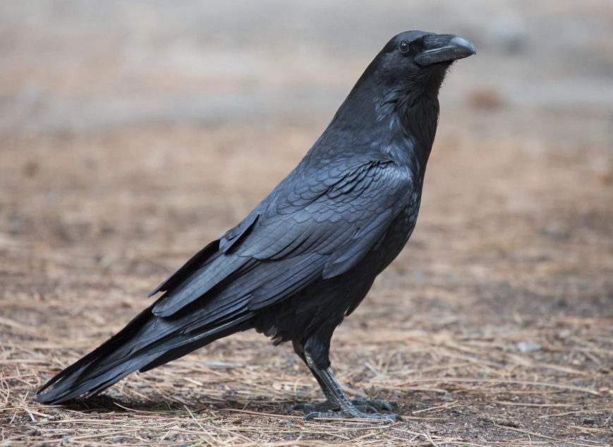 crow dream interpretation