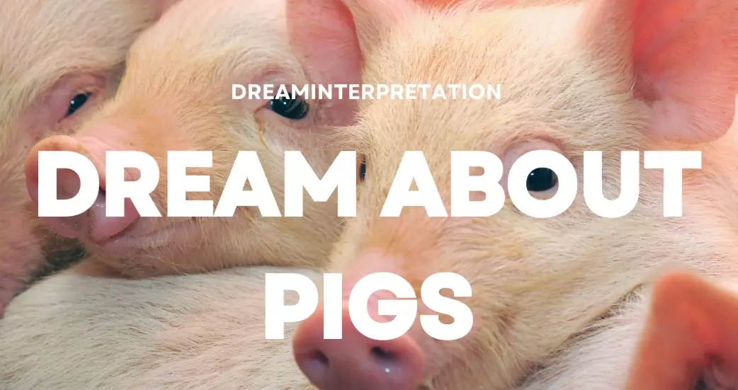 pig dream interpretation pig dream interpretation