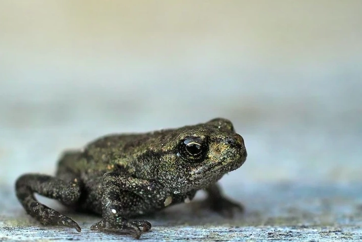 dream about frogs