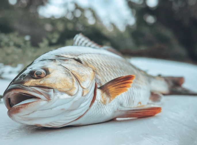 dream about fish dying