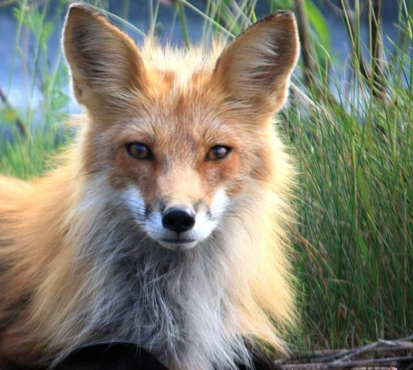 fox dream interpretation fox dream interpretation