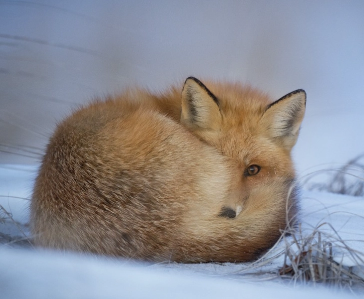 fox dream interpretation fox dream interpretation