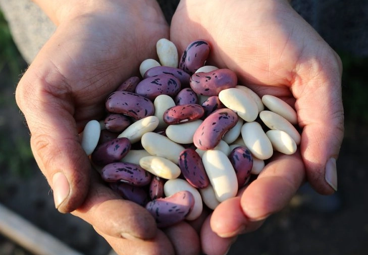 symbolism of beans in dreams