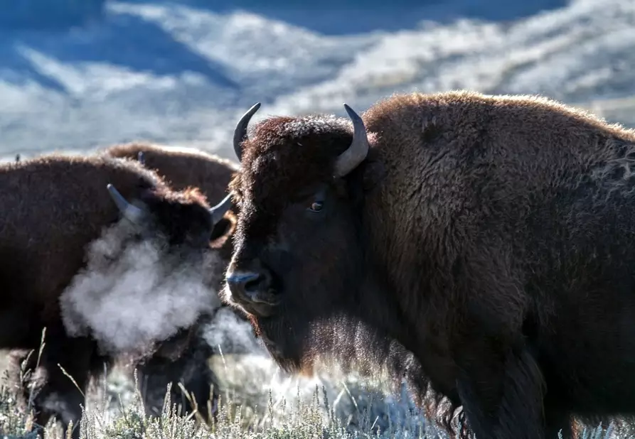 buffalo dream meaning buffalo dream meaning