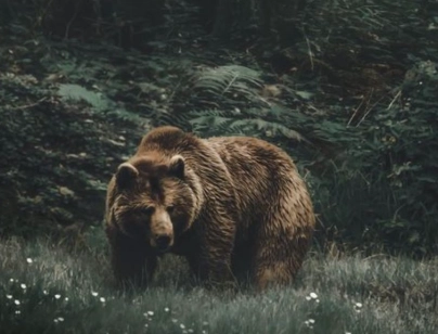 bear dream interpretation