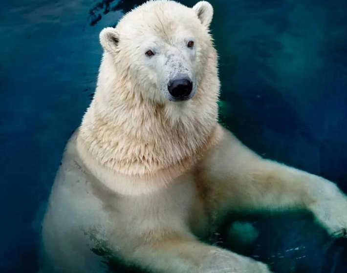 bear dream interpretation