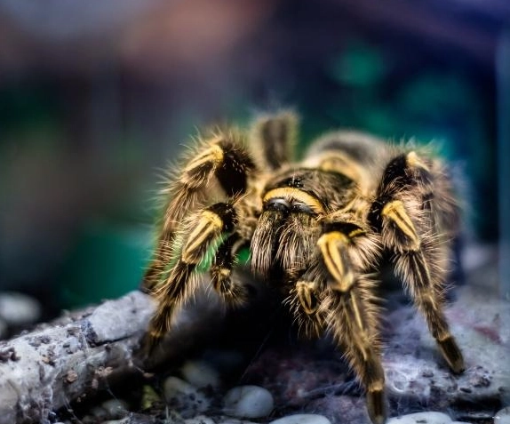 spider dream interpretation