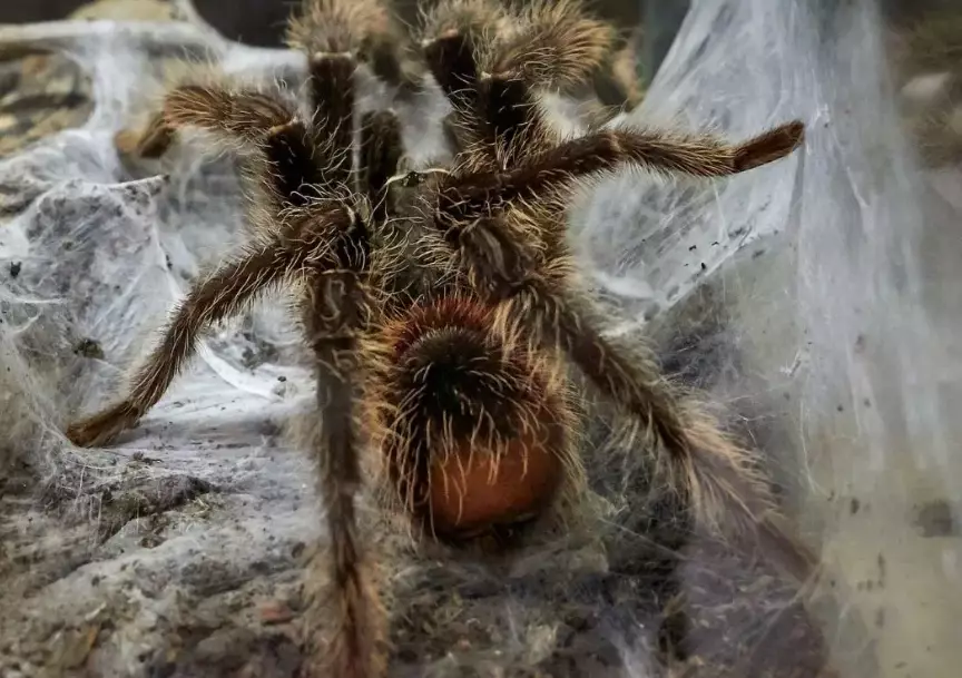 dream about tarantulas