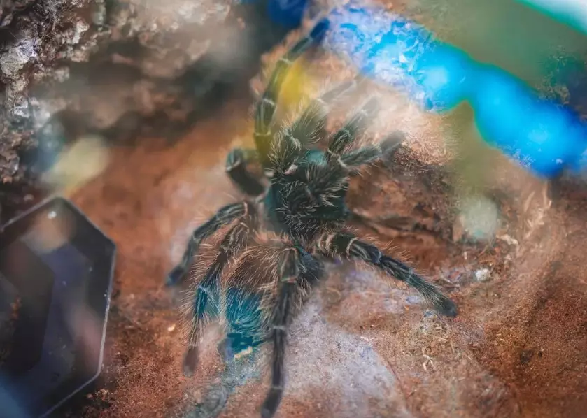 dreaming with tarantulas meaning